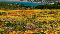 Cape West Coast Flower Tour