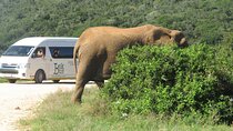 5 Day Garden Route Tour and Addo Elephant National Park 