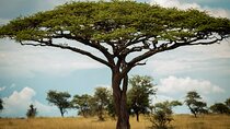 Wild Tanzania Safari: Arusha, Tarangire, Ngorongoro, Serengeti