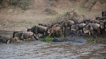 3 Days Safari Tour in Maasai Mara
