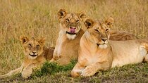 3 Days Masai Mara Group Joining Safari 