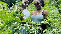 Jamaica Farm Private Dispensary Tour Montego Bay 