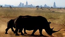 Half-Day Nairobi National Park Private Tour with admission