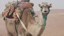 Private Camel Ride in Agafay Desert with Dinner Included 