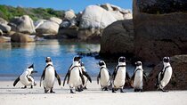 Cape Town Boulders Beach Penguin Private Day Tour