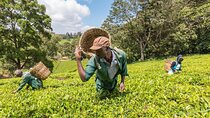 Kiambethu Tea Farm Tour From Nairobi
