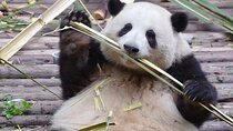 Chengdu Panda Base visit Sichuan cuisine learning experience