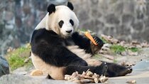 Private one-day tour and tickets to Chengdu Giant Panda Base