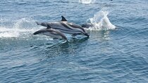 Excursion to Gibraltar with Dolphin Watching from Malaga