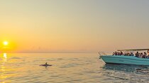 Exclusive Dolphin Watching in Mallorca from Port Alcudia