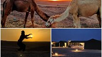 Marrakech Amazing Dinner Show in Agafay Desert, Sunset Camel Ride