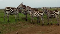 Half Day Nairobi National Park Tour