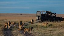 13 Days Gorilla, Masai Mara and Serengeti Wilderness Safari