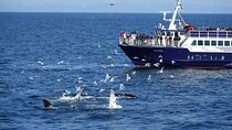 Reykjavík Bay Arctic Rose Whale Watching Excursion