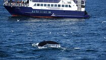 Whale Watching and Marine Life Tour in Reykjavik