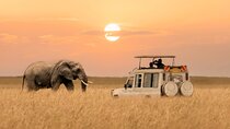 6 Days Private Tanzania Midrange Safari Adventure