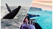 Whale Watching And Fly Over Iceland Guided Tour