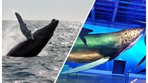 Deluxe Whale Watching and Whales of Iceland Exhibition Combo from Reykjavik