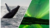 Whale Watching and Northern Lights Half-Day Combo Tour
