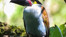 5-Days Birding: Adventure in the Central Andes of Colombia