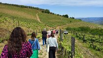Douro Tour with Wine Tasting, River Cruise and Visit to Lamego