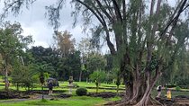 Meditative Journey through Hilo Gardens