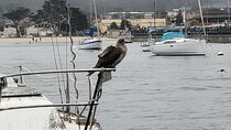 Private 3 hour Bird Watching Tour in Monterey Bay