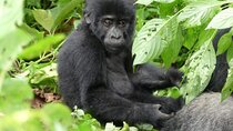 8-Day Tour of Uganda Wildlife, Chimpanzees, and Gorillas