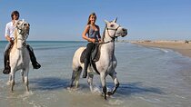 Two Hours Horse Riding with transportation Hurghada 