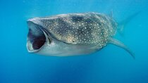 Swim with Whale Sharks & Isla Mujeres