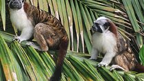 Guided Tour in Sloth Sanctuary and Monkey Island