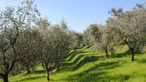 Small Group Olive Oil and Wine Tour with Light Lunch
