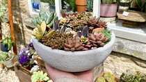 Succulent Bowl Planting Activity in Cirencester