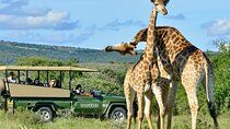 Full Day Tala Game Reserve & Durban City Tour