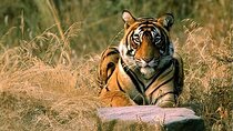 08 Days Golden Triangle Tour with Ranthambore and Jhalana Safari