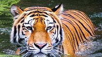 Wildlife Safari & Cultural Odyssey: Golden Triangle Adventure