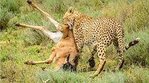2 Days Tarangire & Ngorongoro Crater Safari from Zanzibar