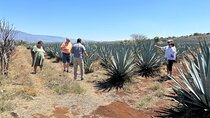 Tequila Jalisco Full Day Tour from Puerto Vallarta