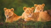 From New Delhi: Private Tour Tajmahal With Lion Safari Park