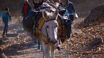 Ultimate Imlil Valley and Berber Village Day Trip with Camel Ride