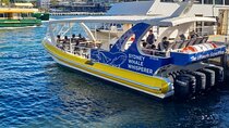 Whale Watching Sydney