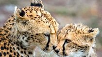 The Cheetah Outreach and Award-Winning Winelands in Cape Town