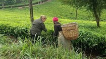 Kiambethu Tea Farm Day Tour
