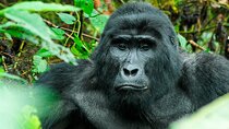 3-Day Gorilla Trekking Safari in Uganda 