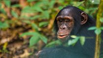3 Days of Chimpanzee Tracking
