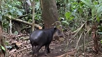 Rainforest Night Tour at Tapir Home Bijagua