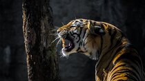 4-Days Golden Triangle Tour with Ranthambore Safari from Delhi