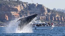 Whale Watching Boat Trip in Sydney