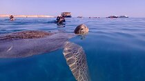 Marsa Mubarak Snorkeling with Turtles & Dugongs from Marsa Alam