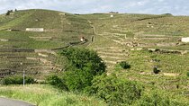 Guided Tour of the Coteaux Côte Rôtie for Parents and Children Duos